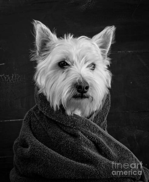 Charming Terrier Portrait Wall Art