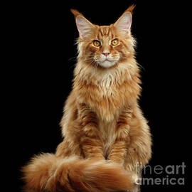 Portrait of Ginger Maine Coon Cat Isolated on Black Background by Sergei Taran