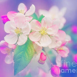 Pretty Pink Petals by Amanda Jane