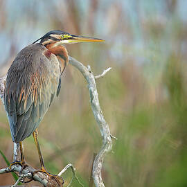 Purple Heron by Milan Zygmunt