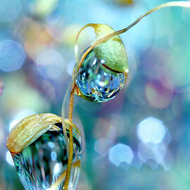 Rainbow Moss Drops by Sharon Johnstone