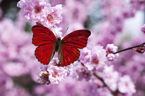 Red Butterfly on Cherry Blossoms Wall Art