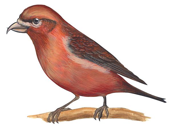 Crossbill Art for Sale