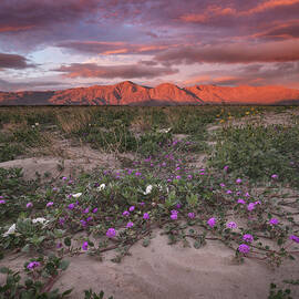 Red Mountains in Anza Borrego Desert State Park by William Dunigan