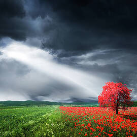 Red tree in meadow with poppies by Bess Hamiti