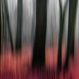 Red Wood by Gilbert Claes