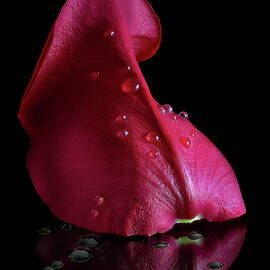 Reflected Rose Petal by Endre Balogh