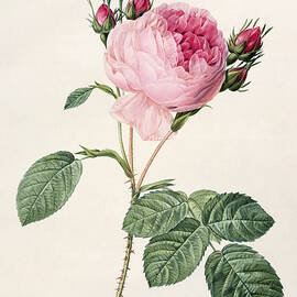 Rosa Centifolia by Pierre Joseph Redoute