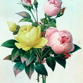Rosa Lutea and Rosa Indica by Pierre Joseph Redoute