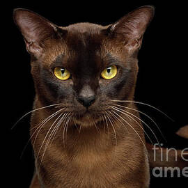 Sable Burmese Cat by Sergei Taran