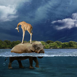 Safe by Martine Roch