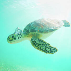 Sea Turtle Baby by M Swiet Productions