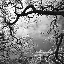 Sheltering Sky by Laurie Search