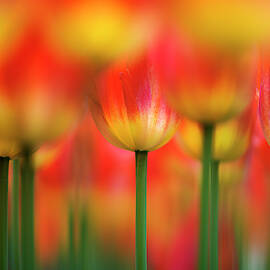 Side By Side by Takashi Suzuki