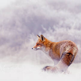 Snow Fox Series - Lost in this World by Roeselien Raimond