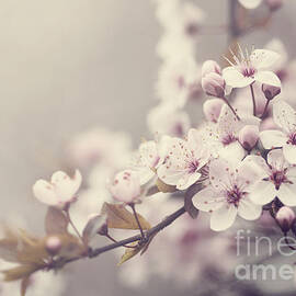 Spring Blossom in pastel colors by Jelena Jovanovic