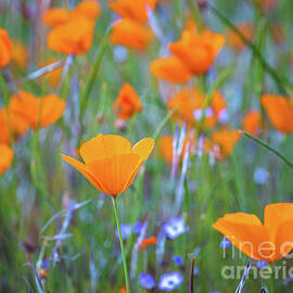 Spring Poppies 8 by Anthony Michael Bonafede