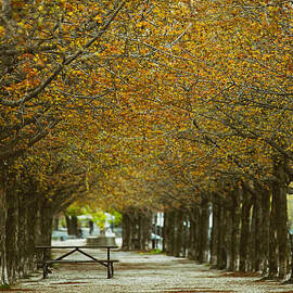 Spring trees blossoming in Montreal by Sandra Cunningham