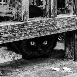 Stray Cat by New Impressionist-zou Shengrong