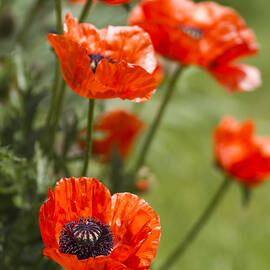 Stunners by Rebecca Cozart