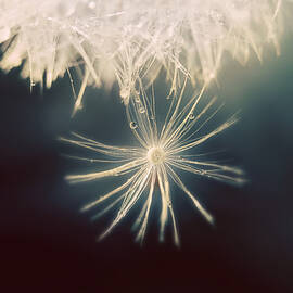 Summer Snow by Amy Tyler