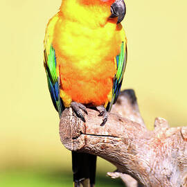 Sun Conure Aratinga Solstitialis by Retales Botijero