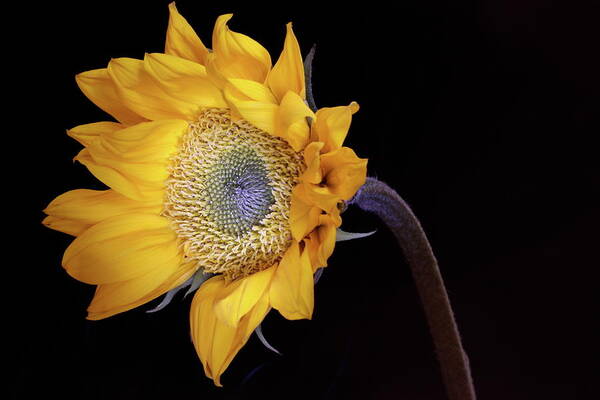 Vibrant Sunflower Against Dark Background Wall Art