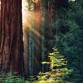 Sunlit from Heaven by Jane Rix