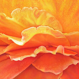 Sunrise Rose by Sandy Haight