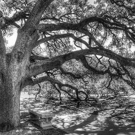 The Century Oak by Scott Norris