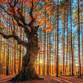 The King Of the Trees by Evgeni Dinev