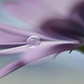 The Peaceful Drop by Heidi Westum