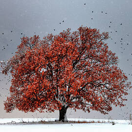 Tree Of Life by Evgeni Dinev