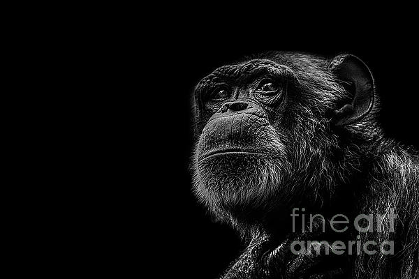Chimpanzees Art for Sale