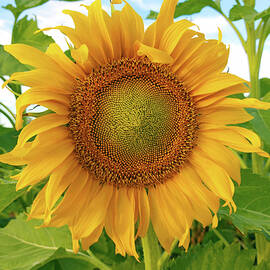 Vibrant Sunflower Portrait Golden Hour