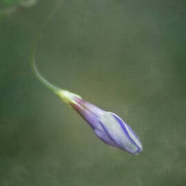 vinca by Priska Wettstein