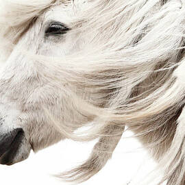 Waiting For Spring by Gigja Einarsdottir