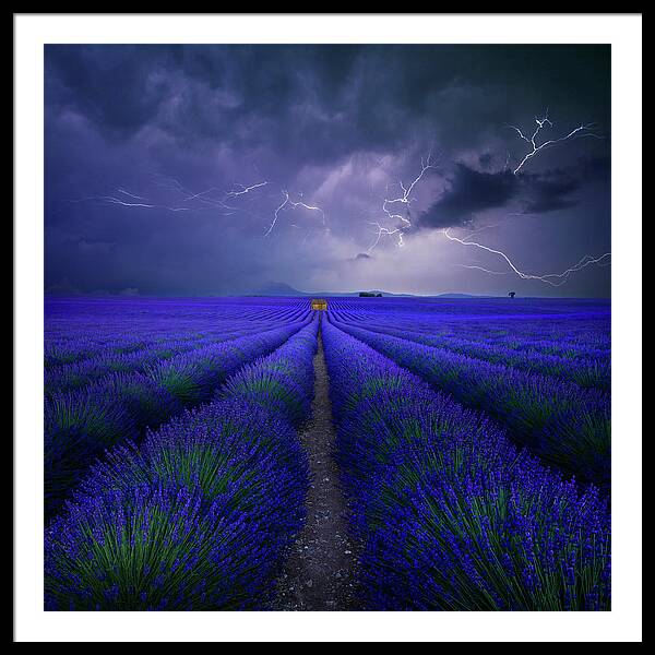 Lavender Fields Under Stormy Skies Framed Print