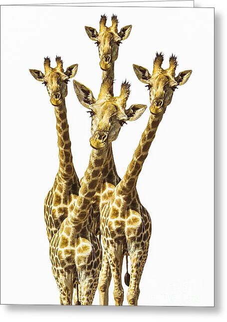 Four Curious Giraffes Greeting Card
