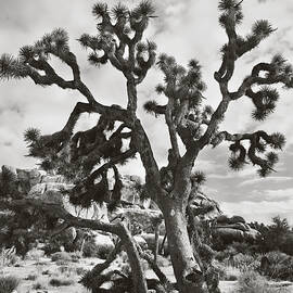 What I Wouldn't Give BW by Laurie Search