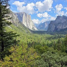 Yosemite Valley with Pine
