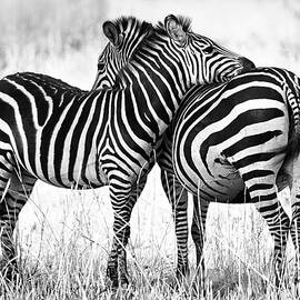 Zebra Love by Adam Romanowicz