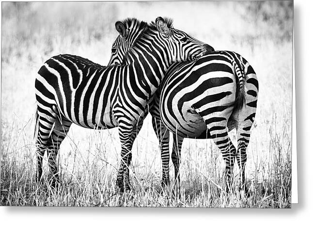 Two Zebras Embracing in the Wild Greeting Card