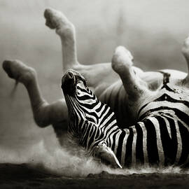 Zebra rolling by Johan Swanepoel