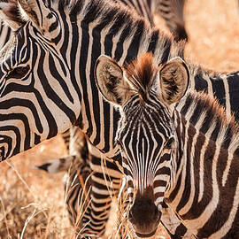 Zebras by Adam Romanowicz
